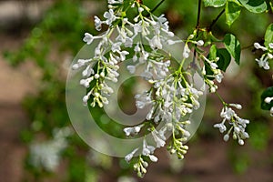 ä¸­å›½å…¬å›­ä¸é¦™èŠ± Lilac flowers in Chinese parks